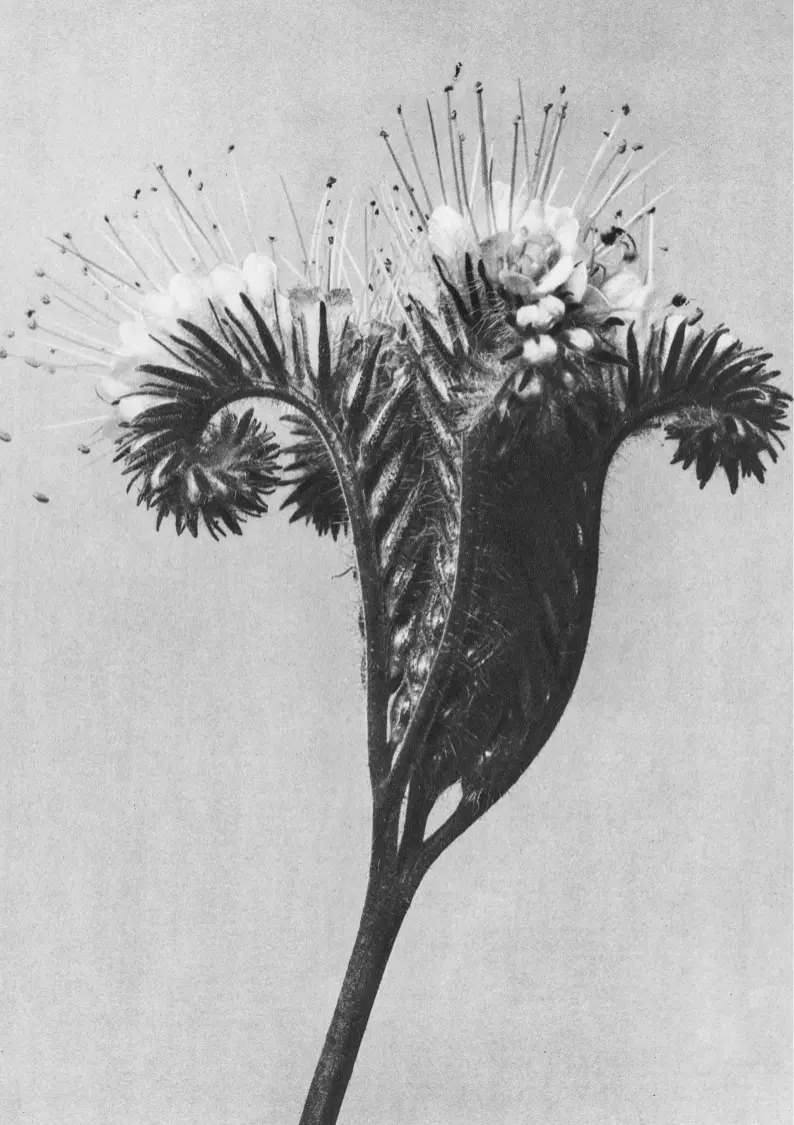 Schwarz-weisse Nahaufnahme einer Blume.